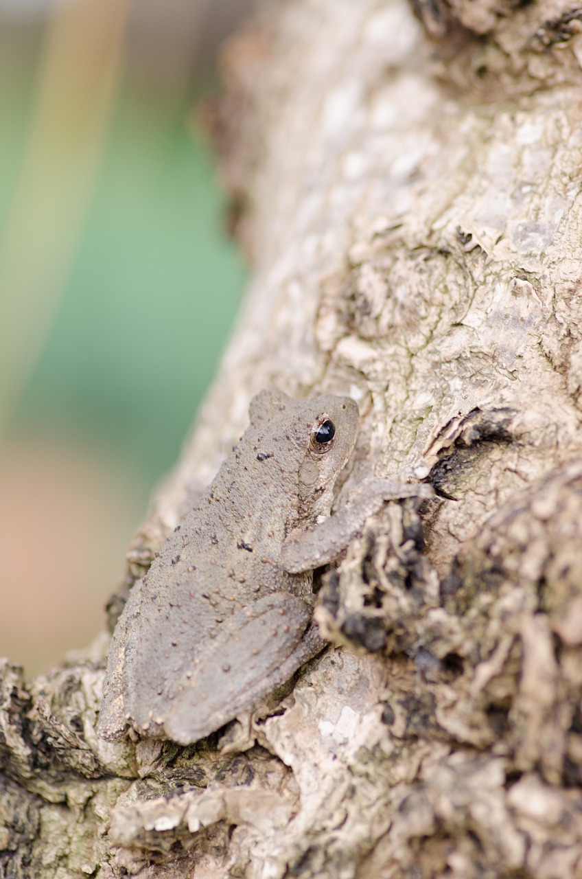Image - frog tree brown animals toad