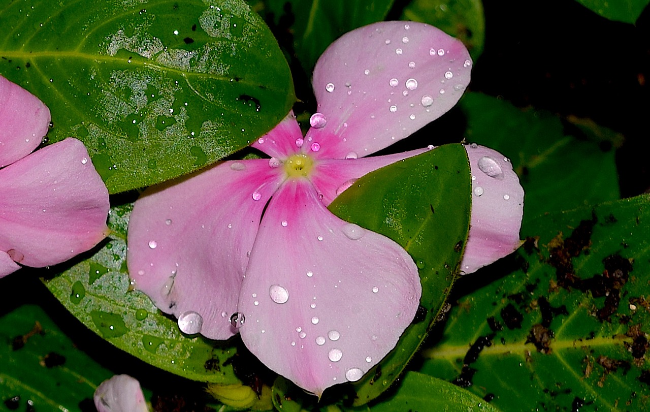 Image - flower rain dew pink vibrant