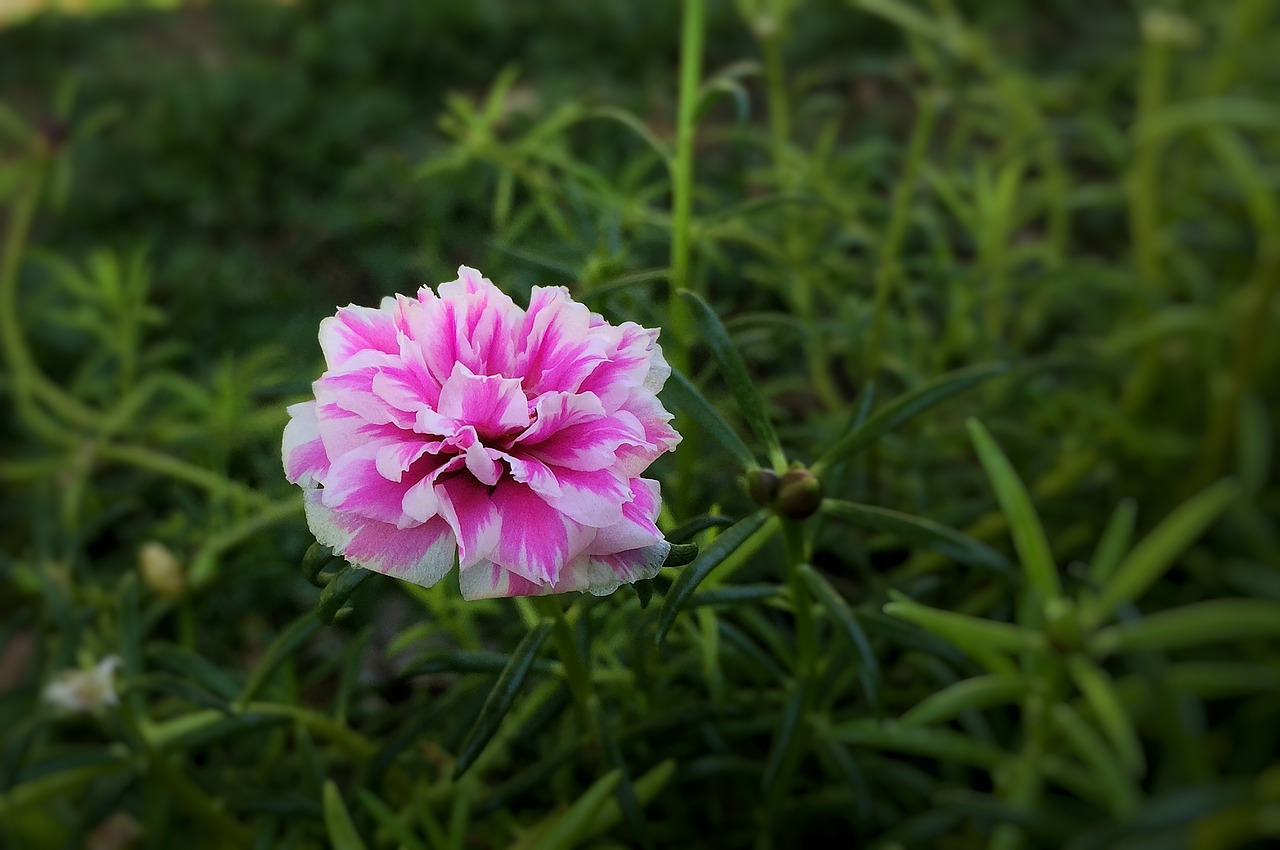 Image - portulaca grandiflora indonesian