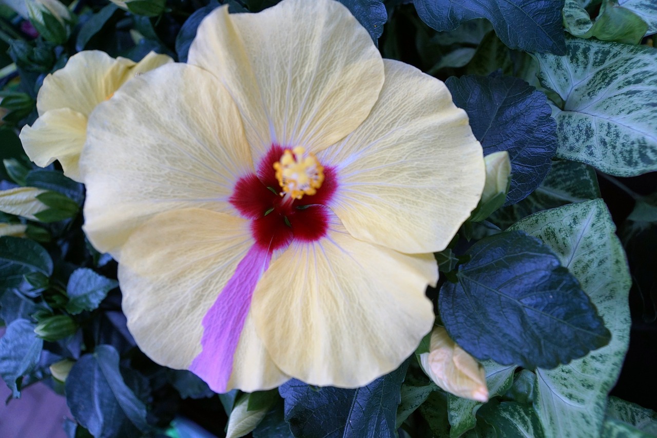 Image - hibiscus flower hawaii symbol