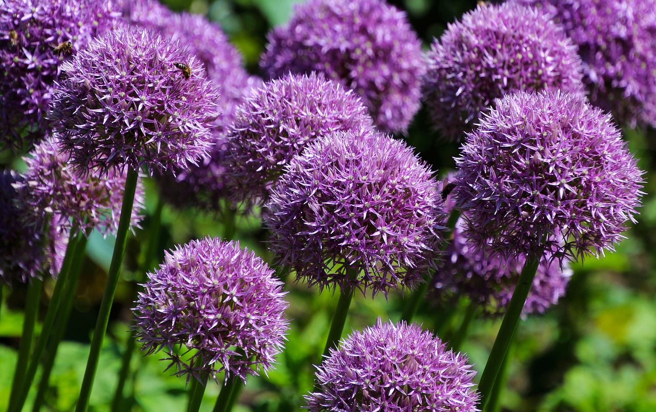 Image - aliums flowers purple plant nature