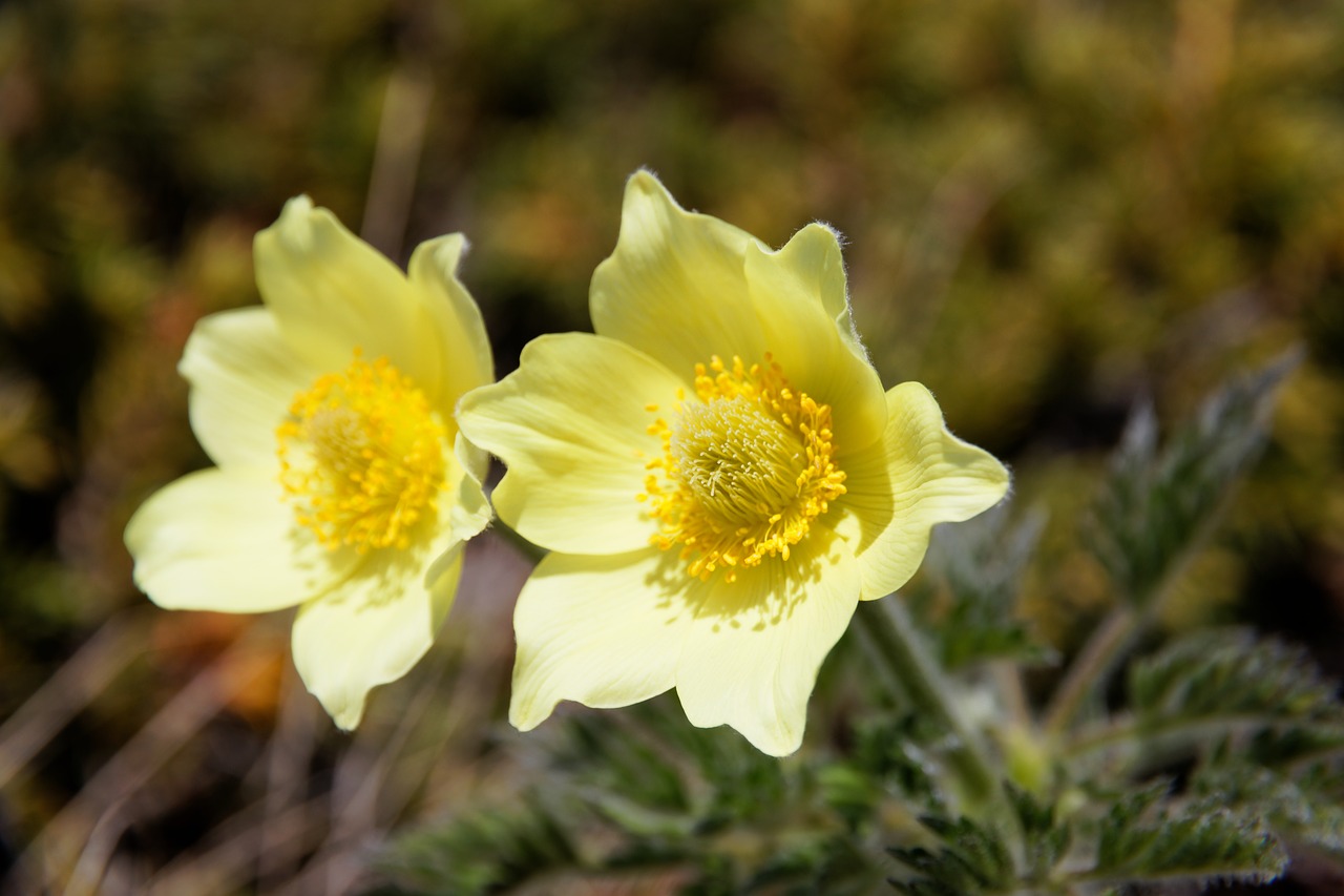 Image - sulfur anemone