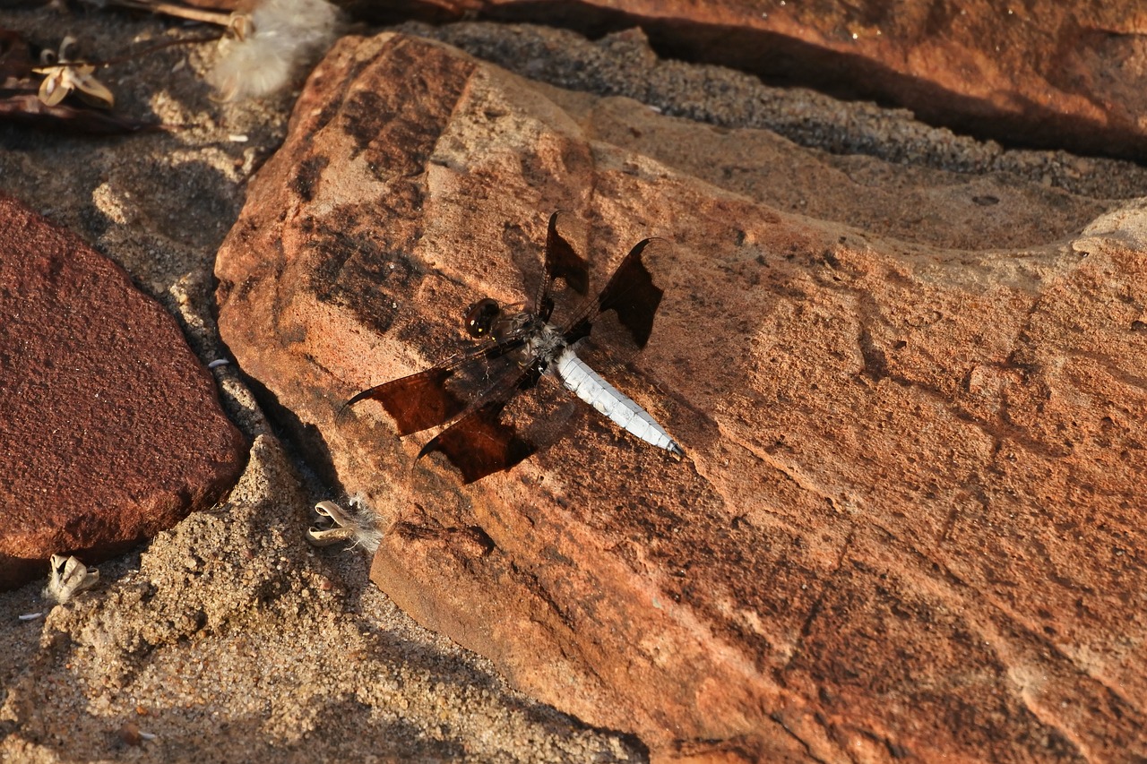 Image - whitetail skimmer dragon fly nature