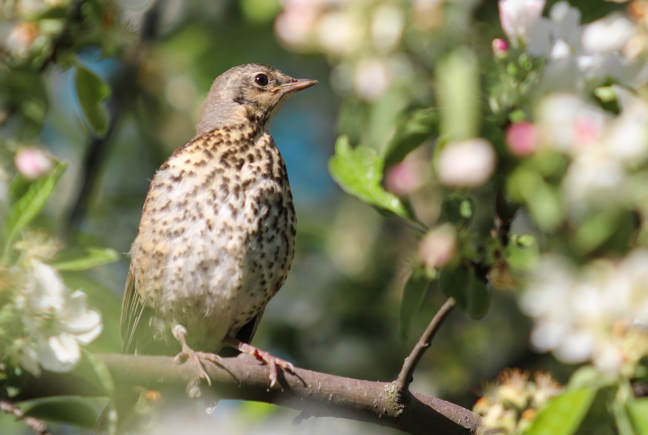 Image - thrush apple tree wild bird branch