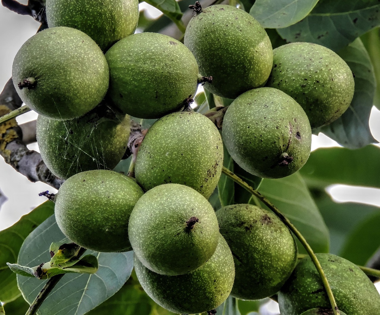 Image - walnut tree walnut walnuts harvest