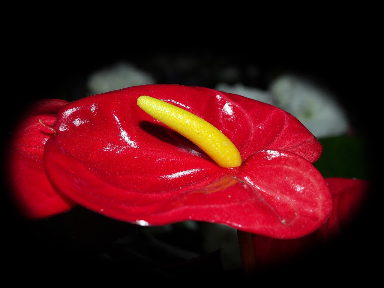 Image - flowers potted flowers macro red