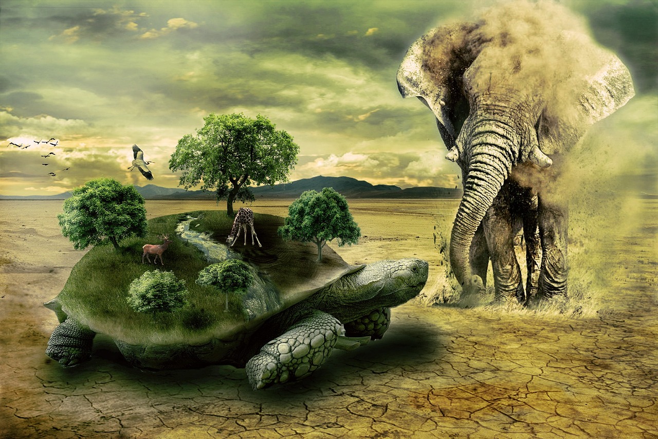 Image - turtle elephant animal wild nature