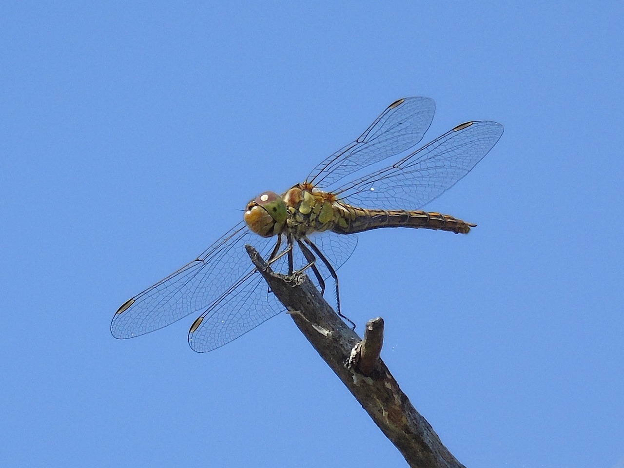 Image - animal insect dragonfly nature bug