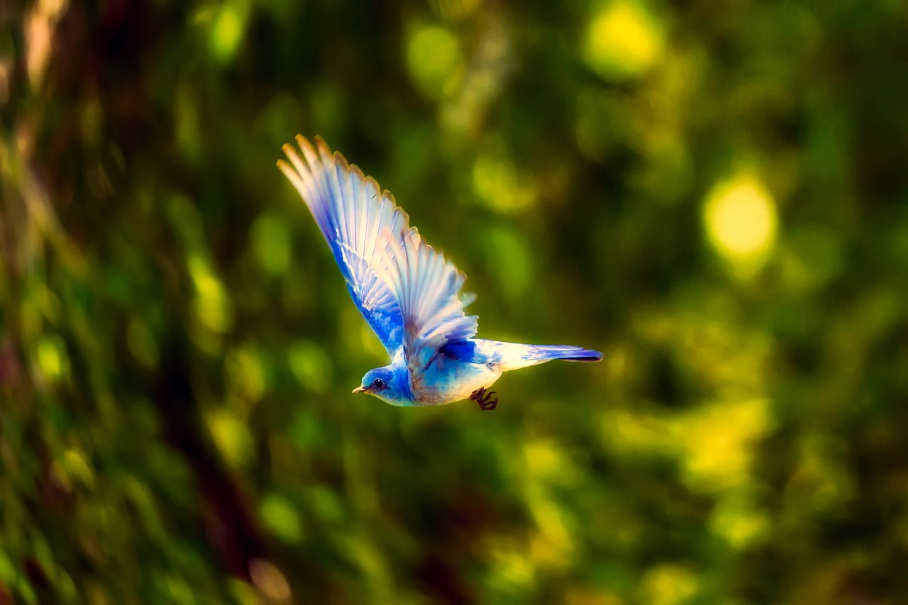 Image - bird blue bird flying nature