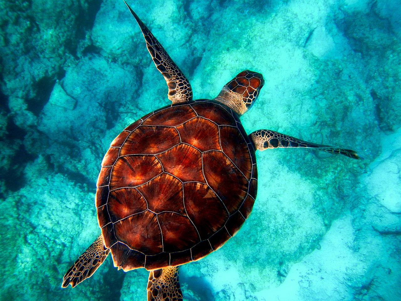 Image - sea ocean turtle wildlife closeup