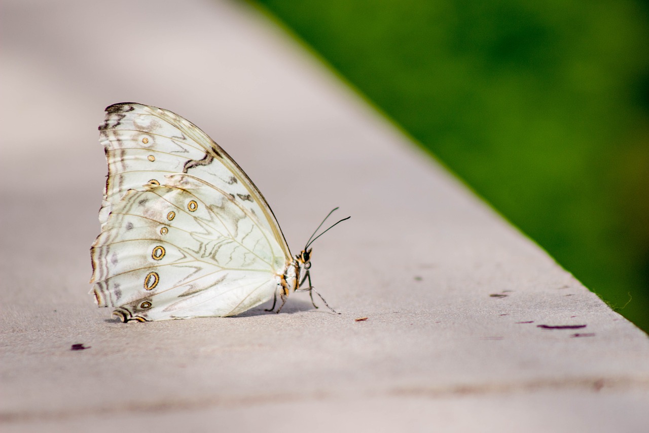 Image - butterfly nature spring green
