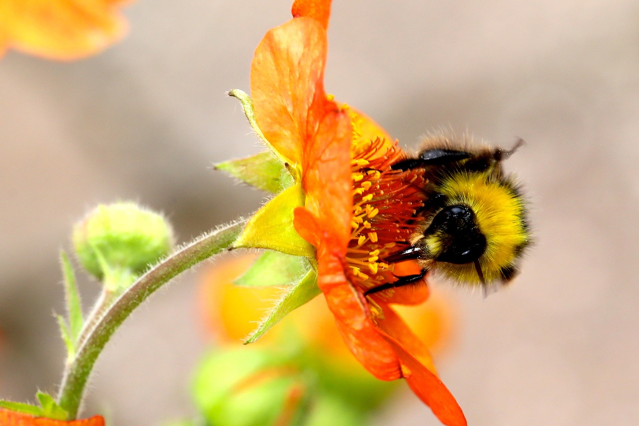 Image - bumble bee bumblebee flower bumble