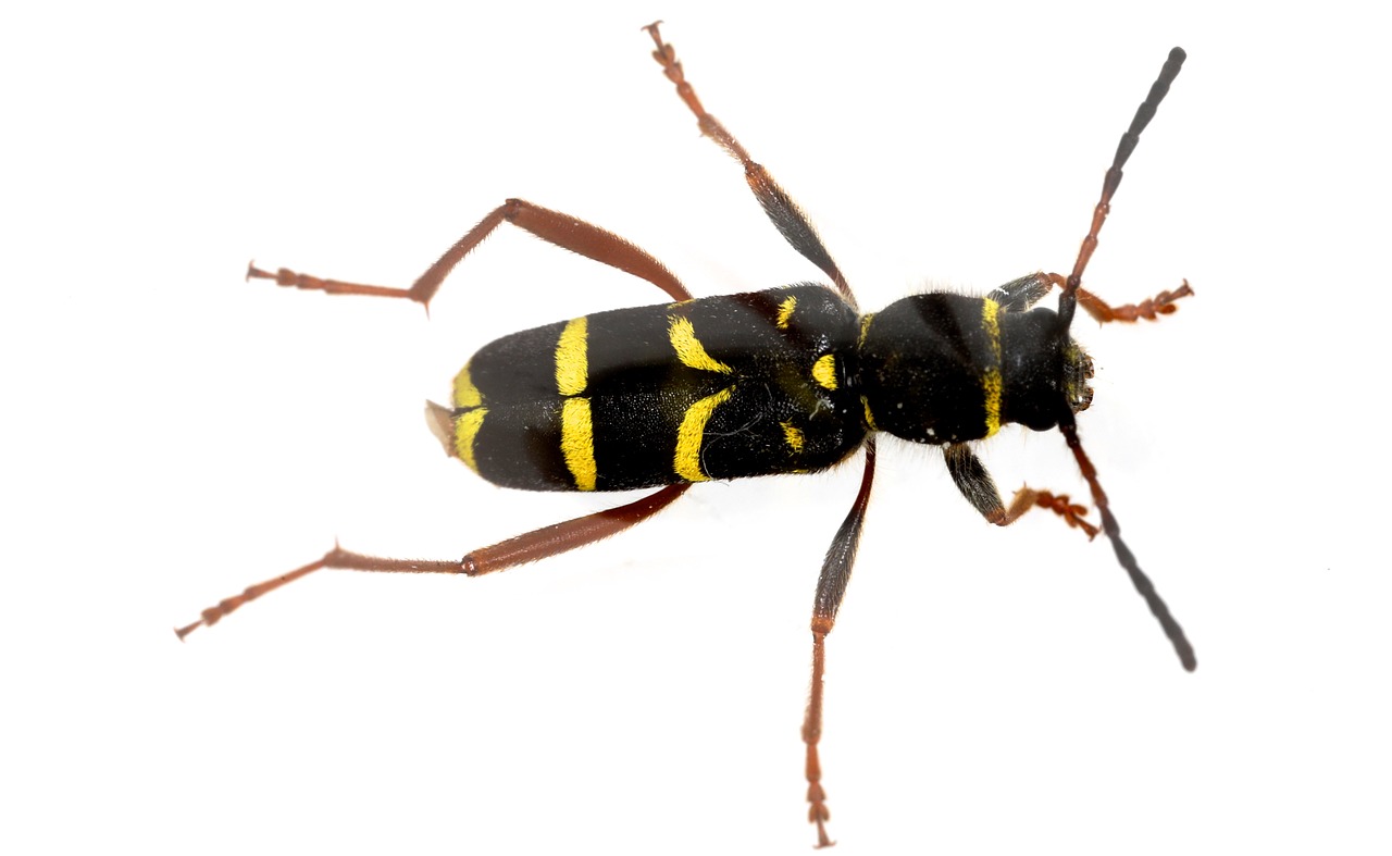 Image - wasp beetle clytus arietis beetle