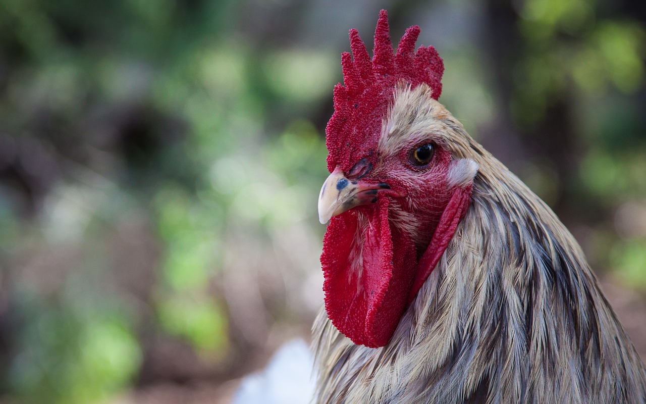 Image - rooster chicken attitude cockerel