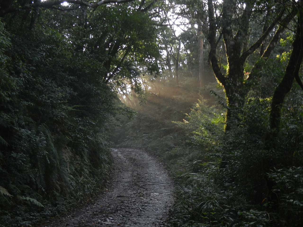 Image - light woodland forest fam sunshine