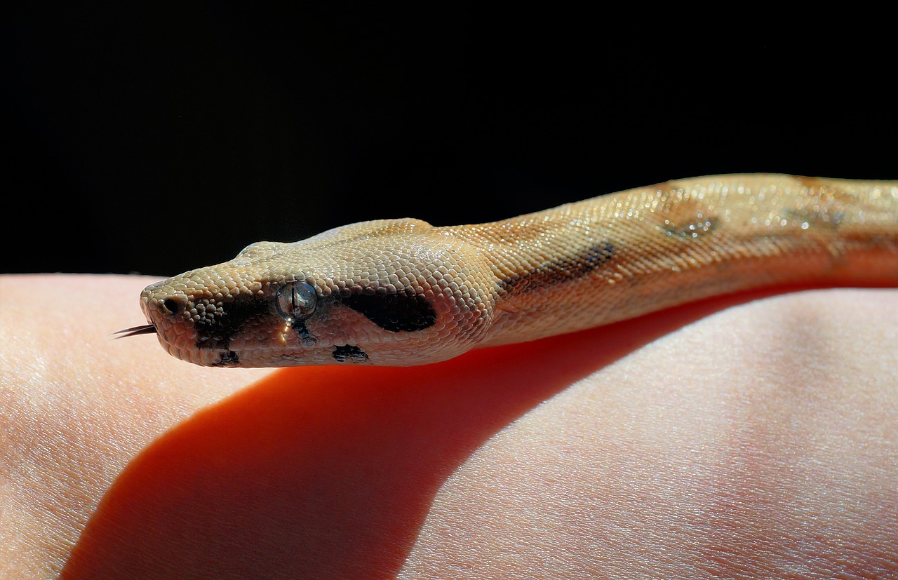 Image - snake boa constrictor boa head