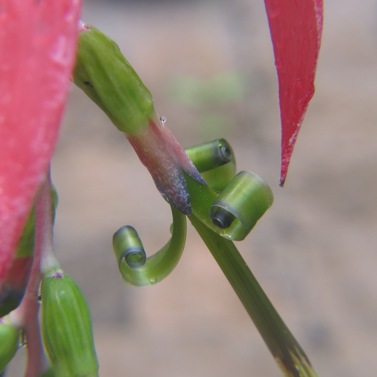 Image - macro succulent cactus pink