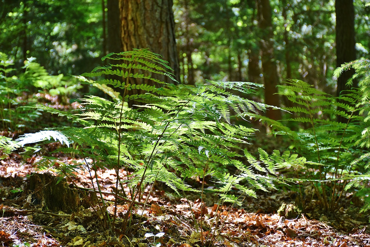 Image - ferns forest trees glade