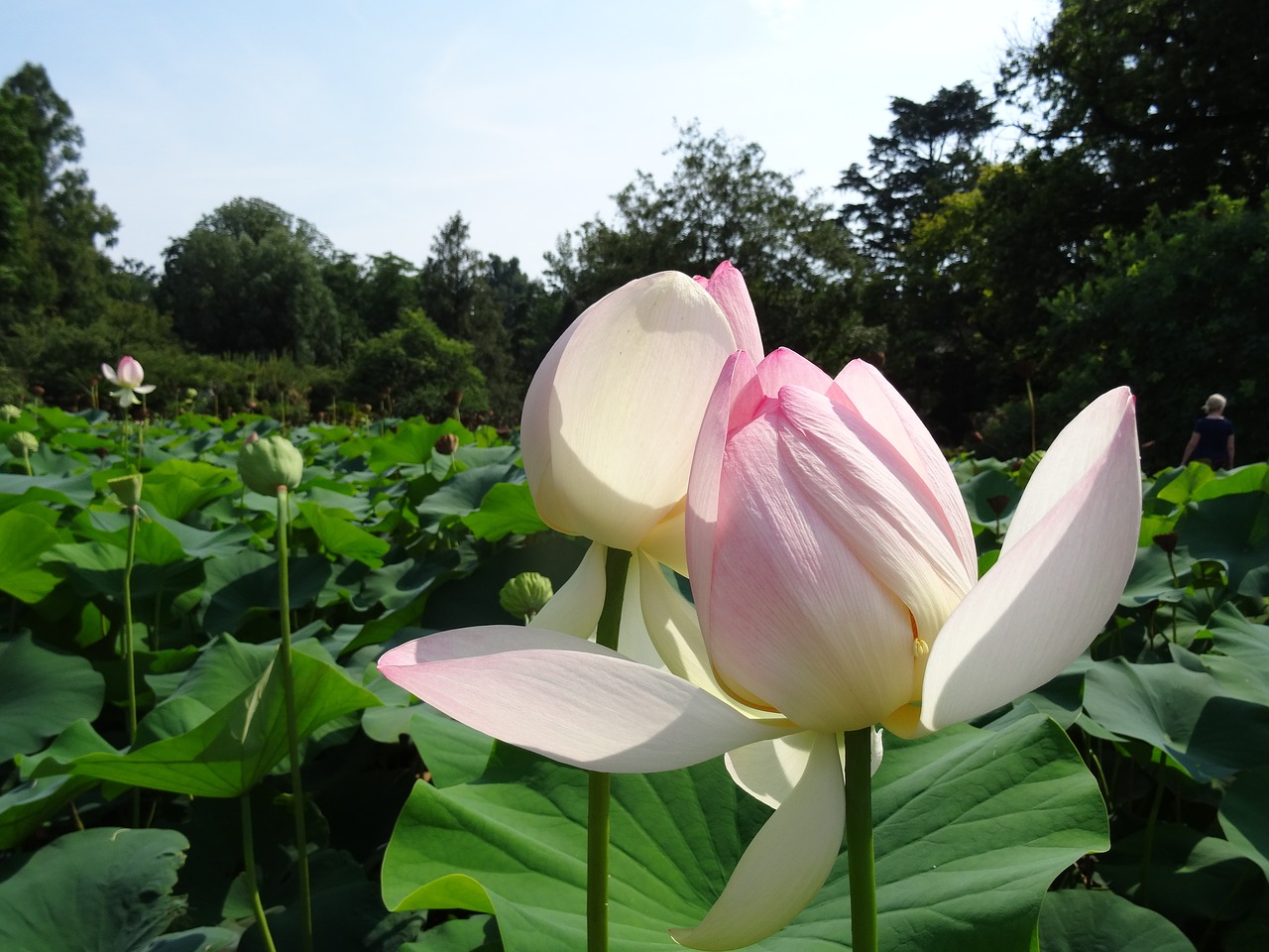 Image - lotus water lily giant water green