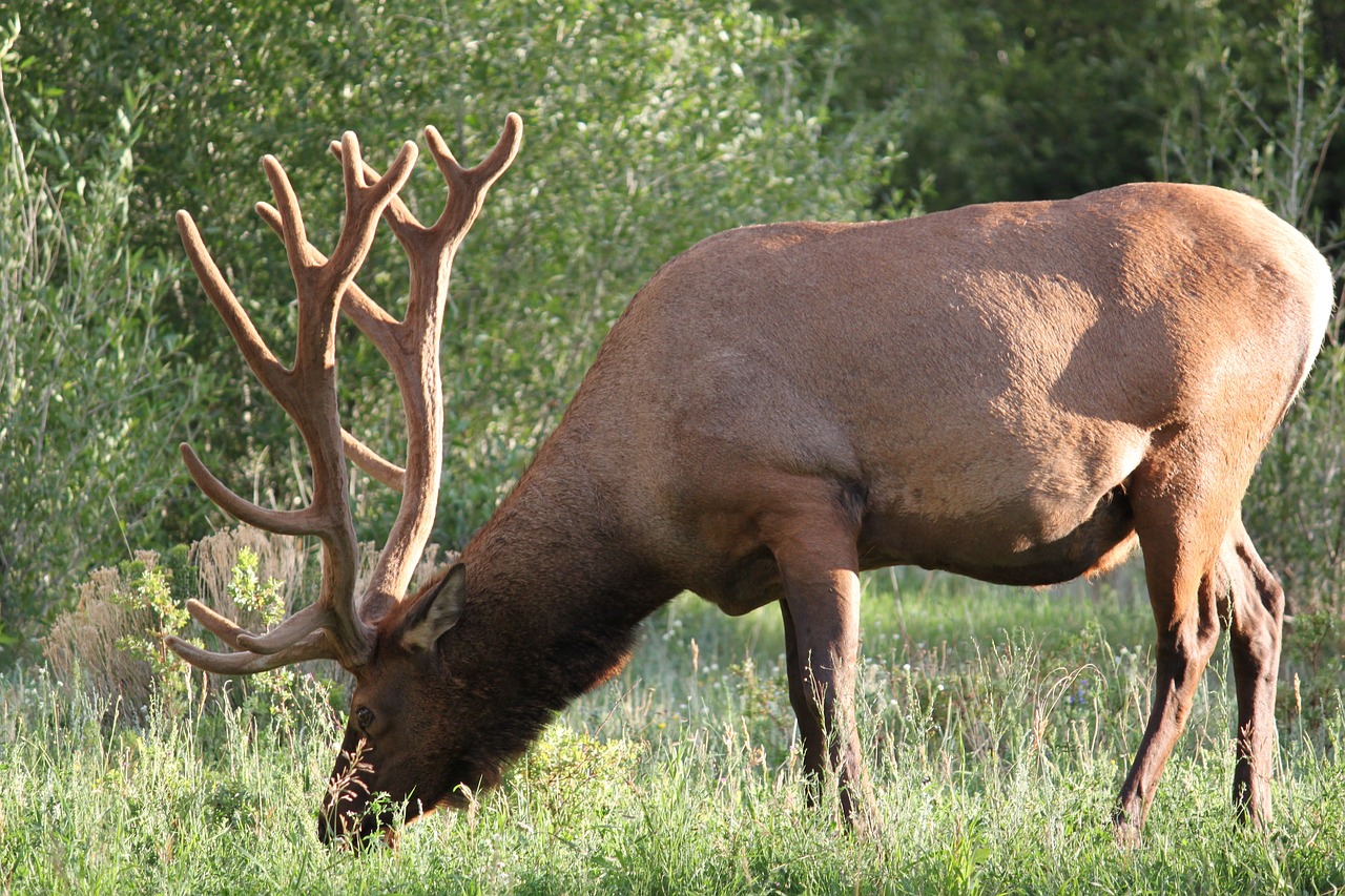 Image - elk nature colorado