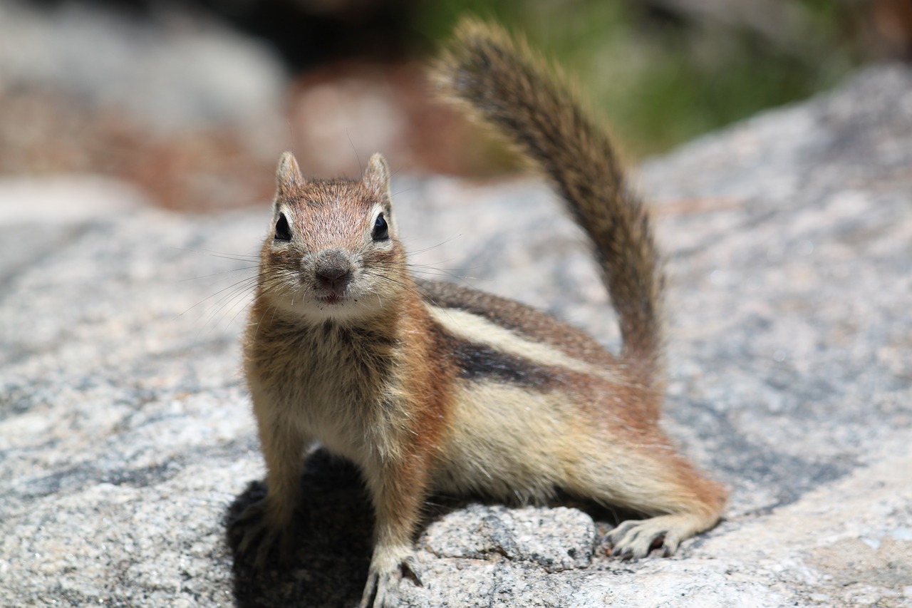 Image - squirrel nature colorado