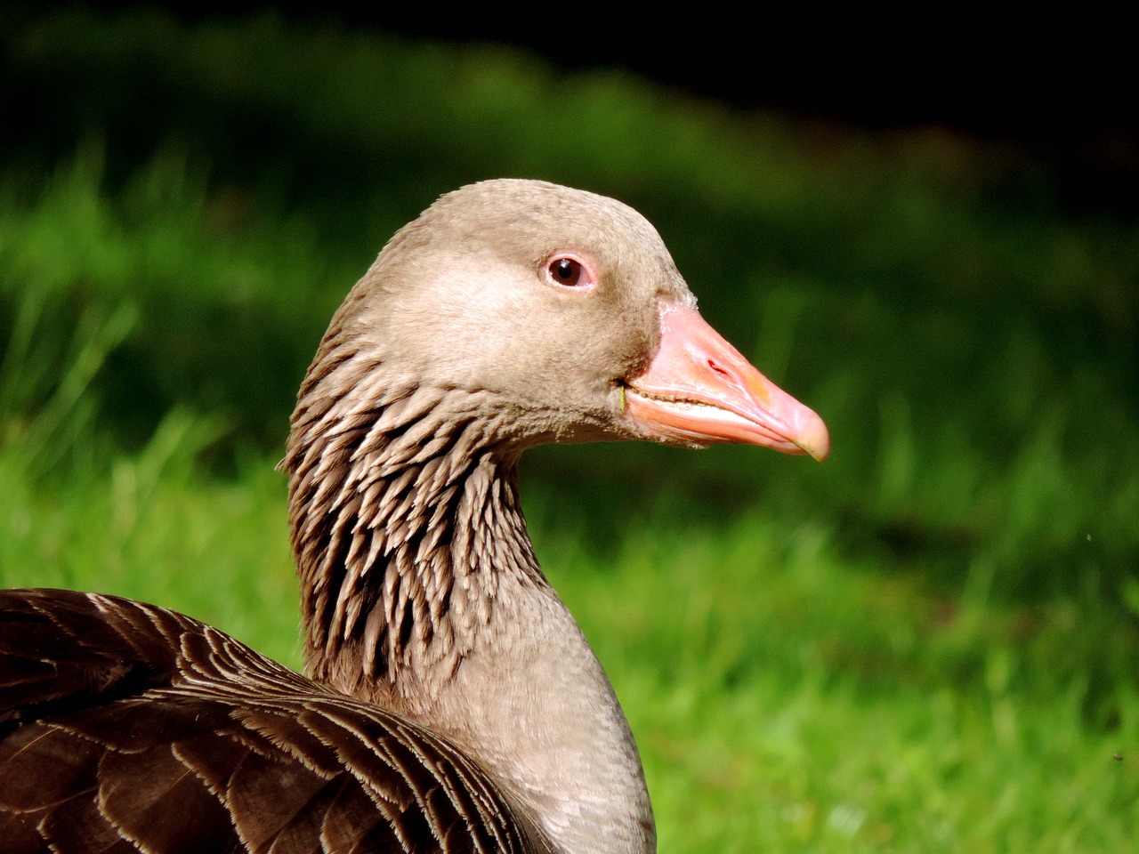 Image - greylag goose lying meadow