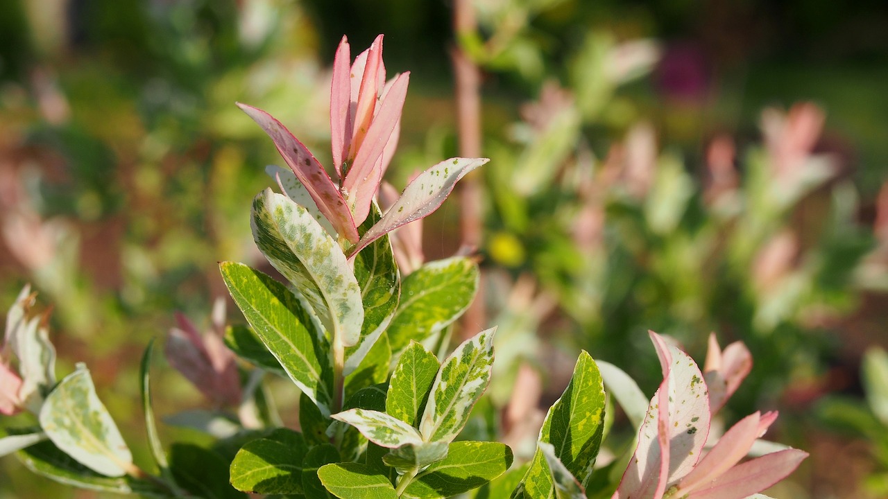 Image - willow foliage spring tree nature