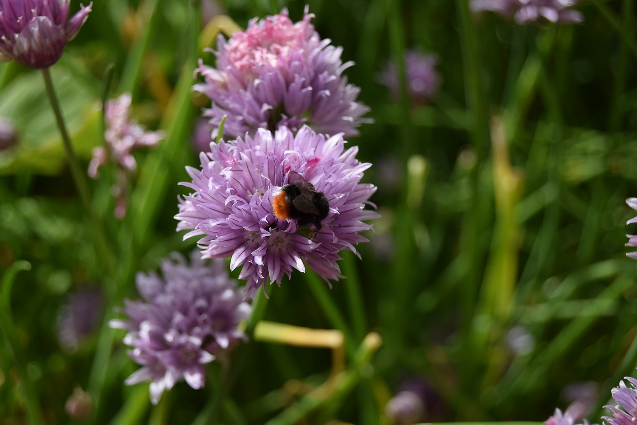 Image - bee chives flower herbs insect
