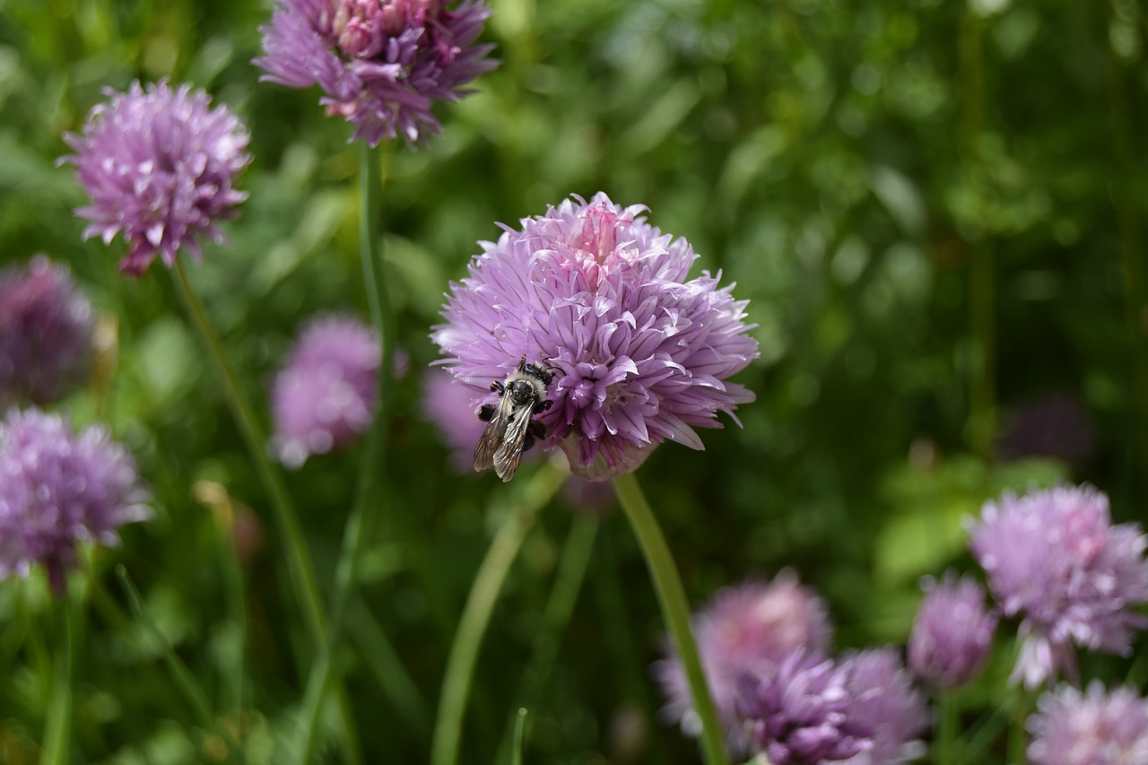 Image - bee chives flower herbs insect