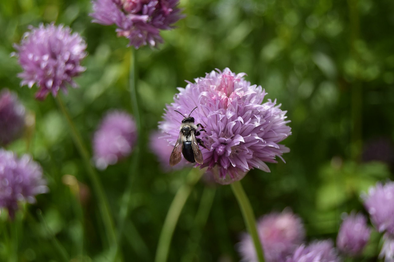 Image - bee chives flower herbs insect