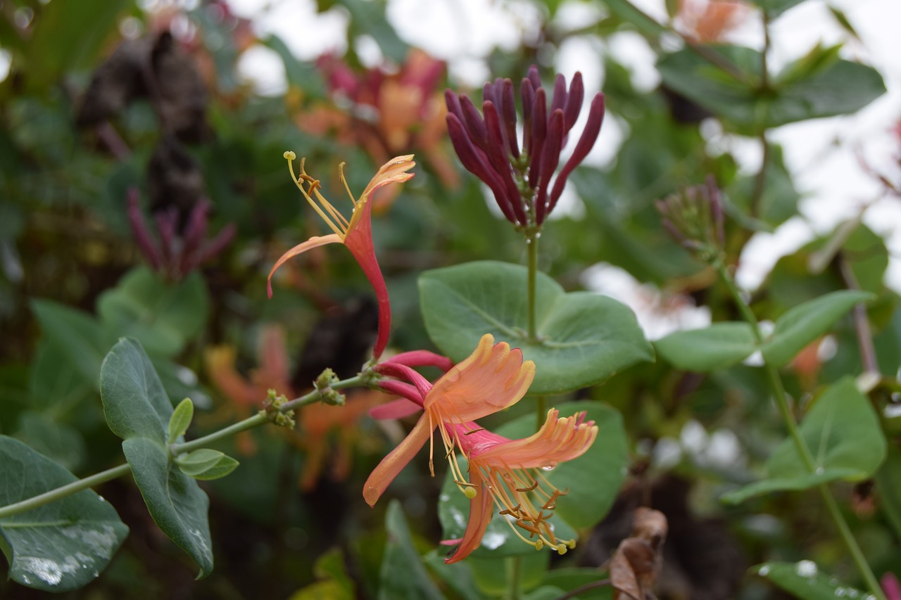 Image - flower honeysuckle garden