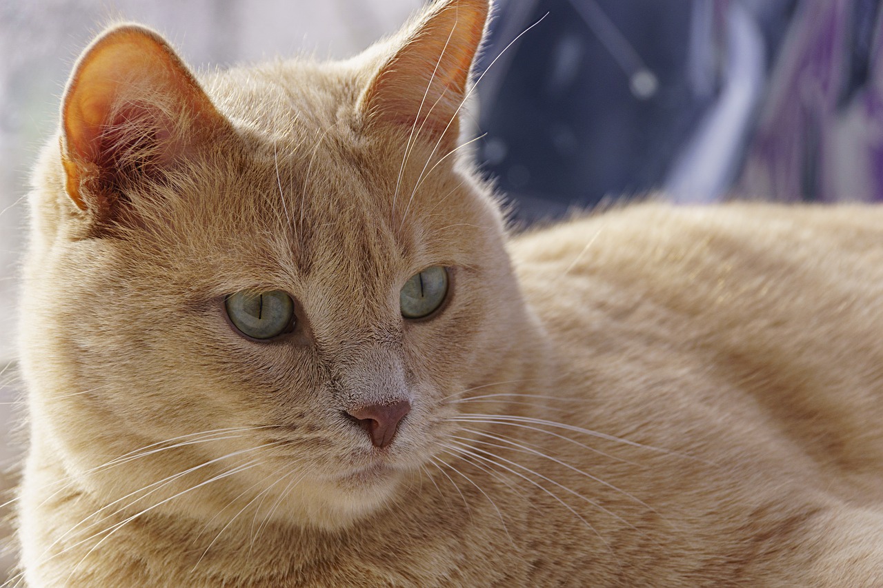 Image - cat redhead red headed cat pet