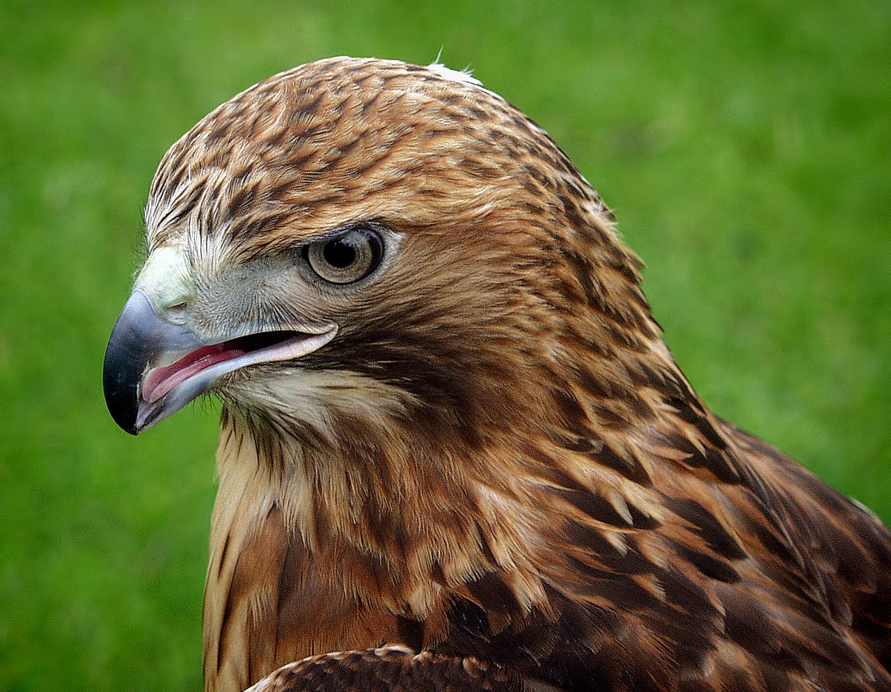 Image - eagle bird animal hawk beak