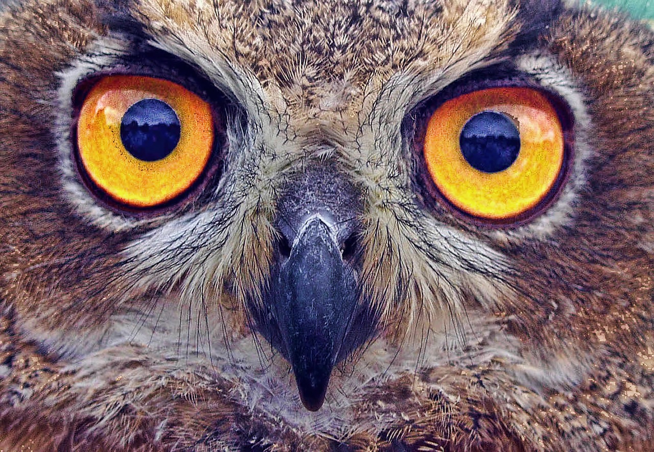 Image - owl eyes stare bird feather beak