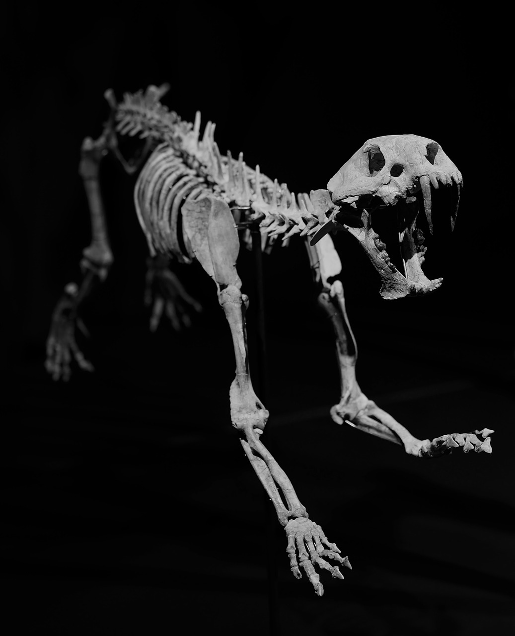 Image - skeleton fossil sabre teeth feline