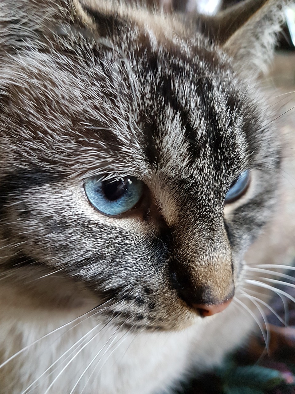 Image - cat blue eyes portrait face kitten