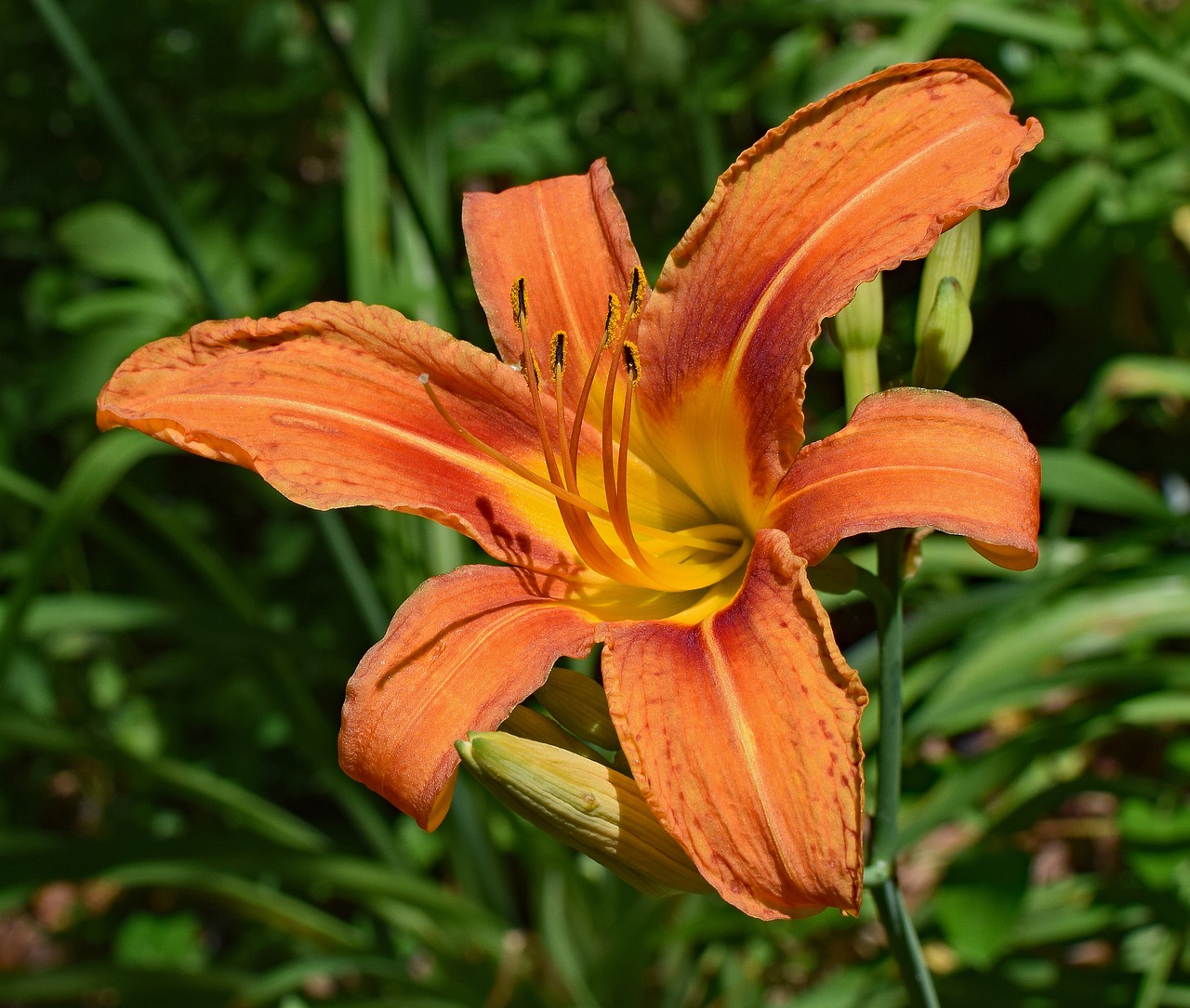 Image - daylily close up lily close up bud