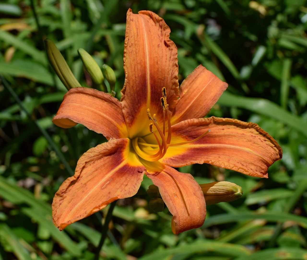 Image - daylily close up lily close up