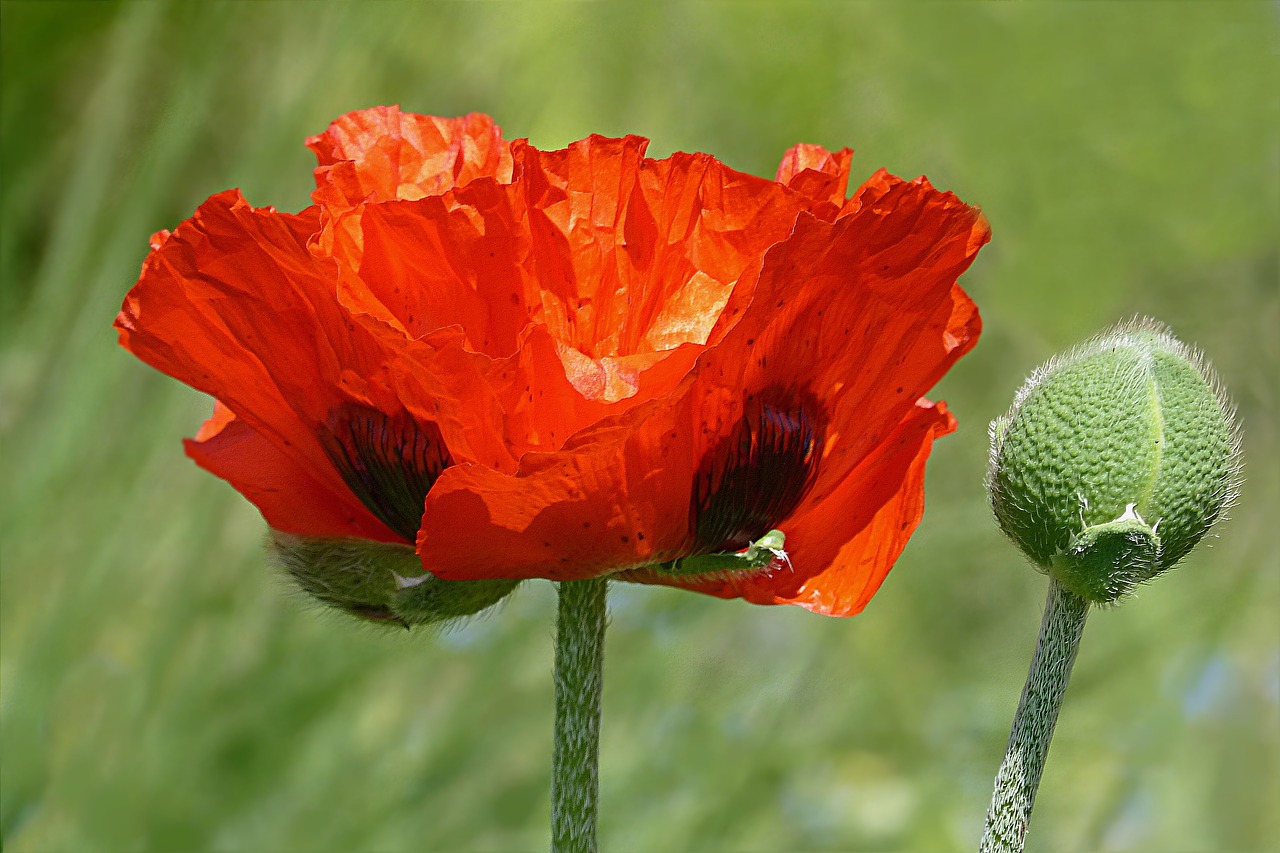 Image - flower poppy poppy flower