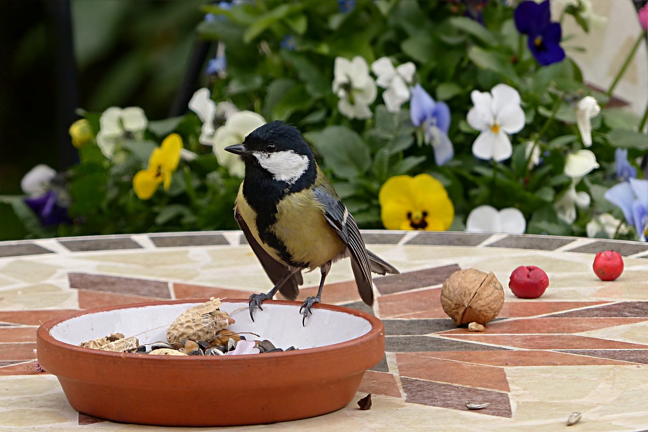 Image - animal bird tit parus major young