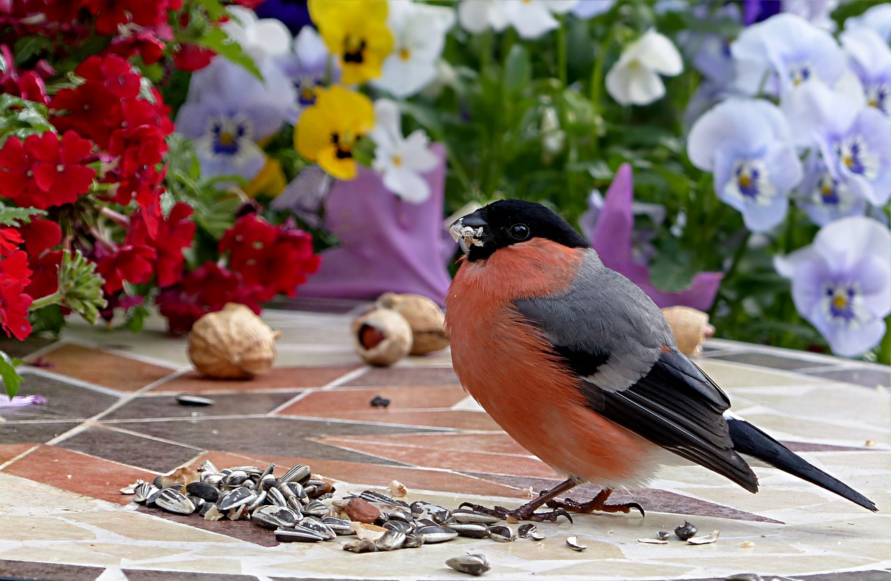 Image - bird bullfinch male pyrrhula