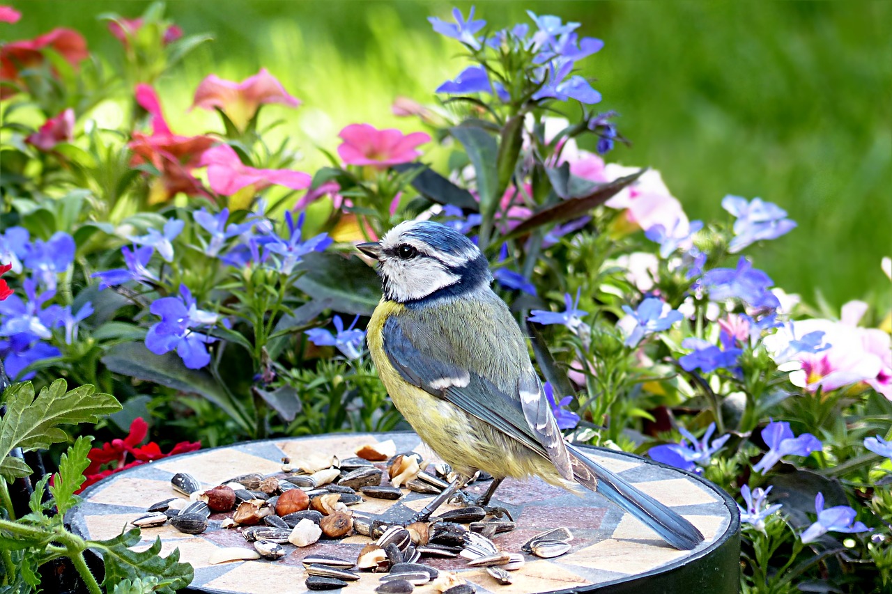 Image - bird tit blue tit young
