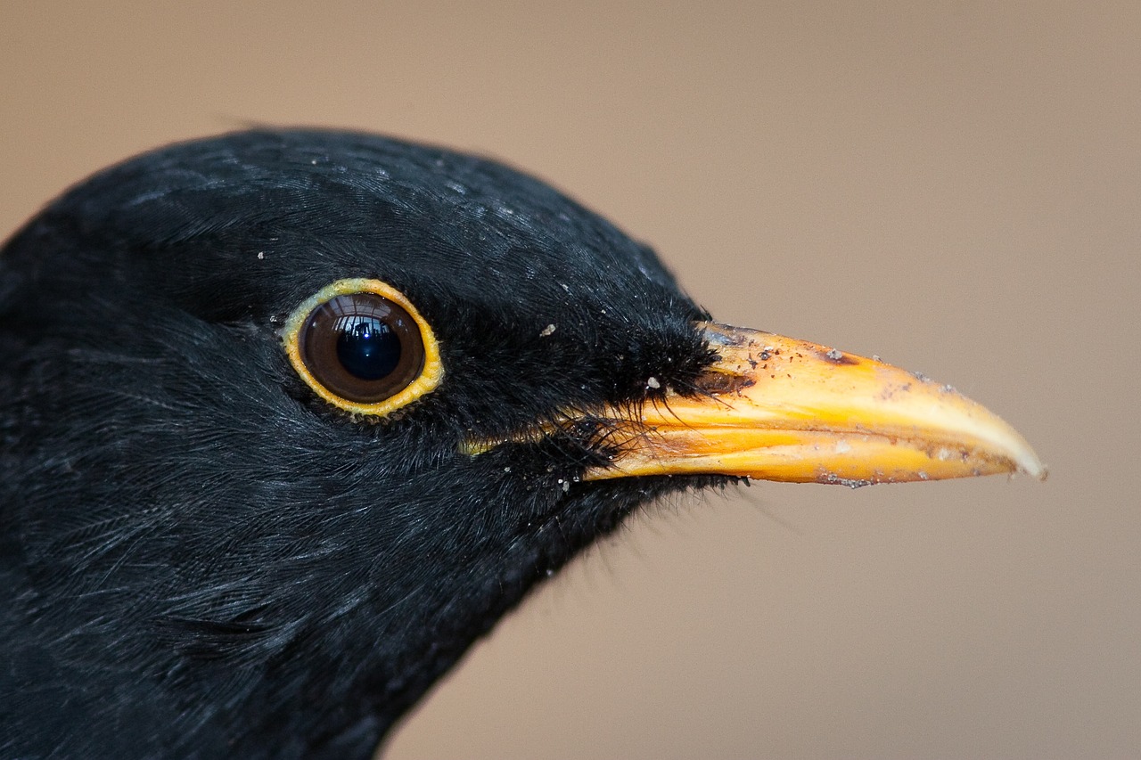 Image - blackbird bird males
