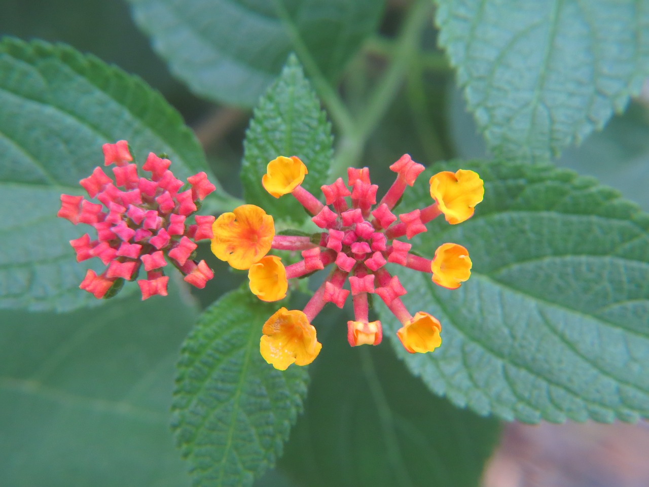 Image - lantana red flower yellow green