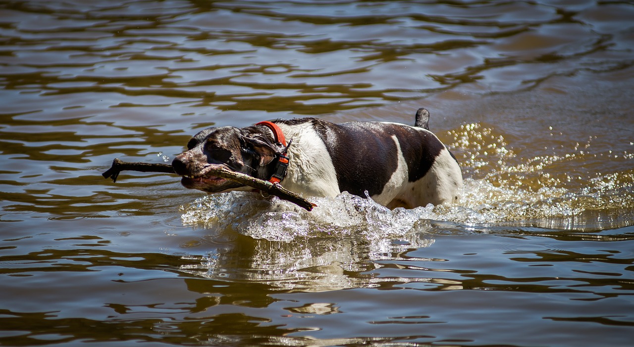 Image - dog swimming lake water animal