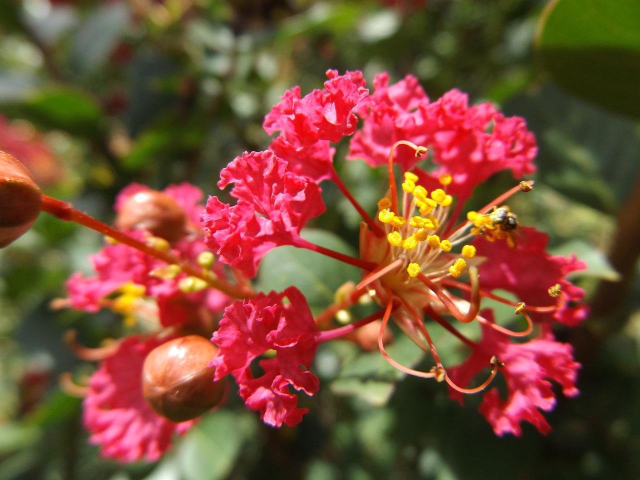 Image - red with pistil yellow