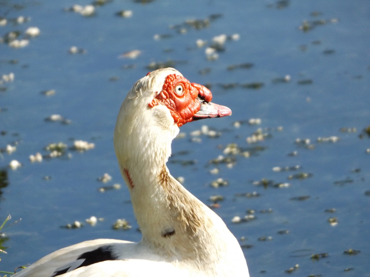 Image - ducks of the laguito