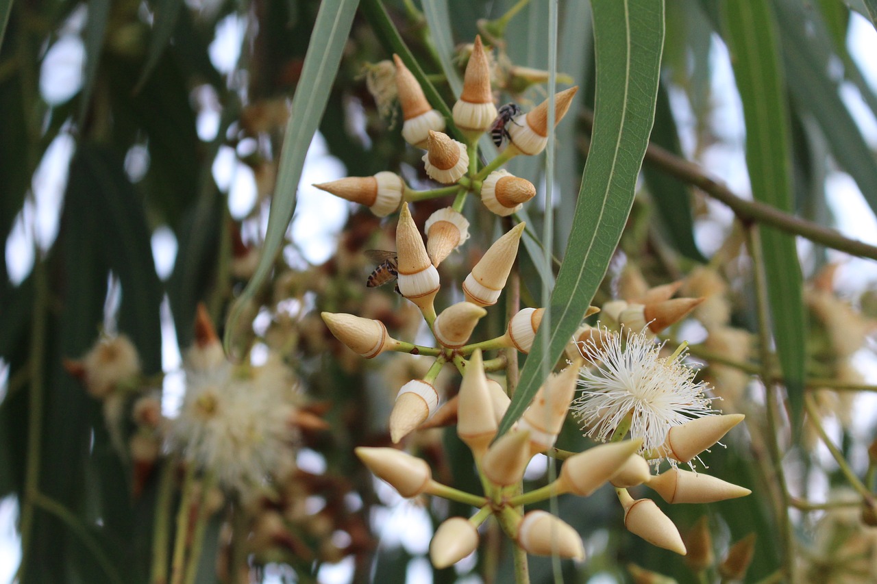 Image - flower eucalyptus blooming