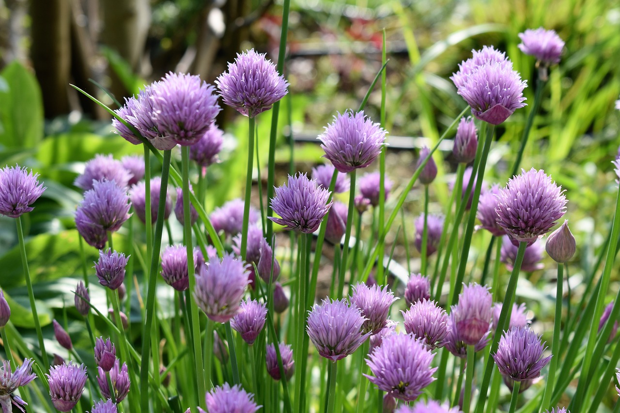 Image - chives blossom bloom purple nature