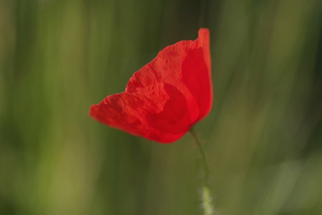 Image - poppy red flower single